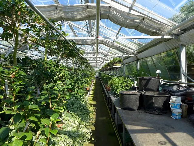 greenhouse, plants, pots, nursery, nature, botanical garden